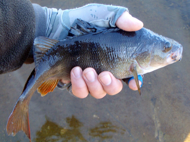 10001230_739227029435338_1960900885_o