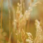 Молодий Петруняк? Ви його бачили? ))