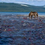 На Камчатці ведмедям не вистачає лосося