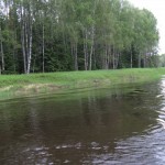 Примхливий харіус 