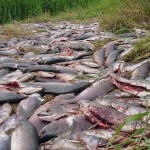 Як боряться з браками в Росії 