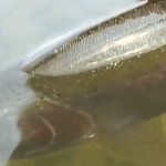 Як правильно відпускати форель? 