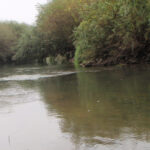 Осінній голавлик