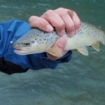 Чорногорія: боротьба з місцевими і дослідження форелі