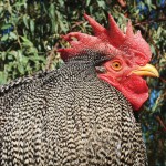 Whiting – просто найкращі