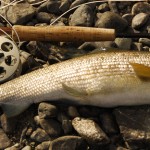 Харіуси. Частина друга