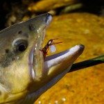 Мауро Ваккарі і його форелі