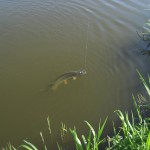 Перша вилазка Макса на щупака у 2013р.!