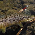 «В Канаді також є браконьєри»