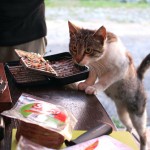 Наші на Сяні та Дунайці. Частина ІІ 