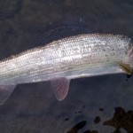 Дайджест по-нашому: від Львівщини до Італії