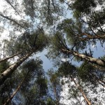 Дорога у туманне дитинство 