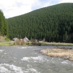 До Черемошу запустили форель