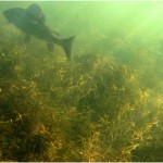 Осінь на Сяні (ФОТО)