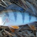 І тут окунь!