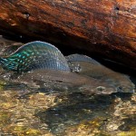 Увага: нерестова заборона