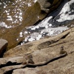 На безриб”ї і форель – риба :)