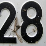 Літні канікули на Ріці