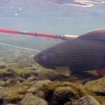 Очікуючи на харіусів рай