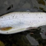 Кубок України: фінішна пряма