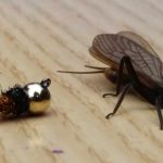 Кубок України 2016. Епізод І. Оранжева загроза