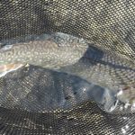 Райдужні пригоди у п’ятницю 13-го